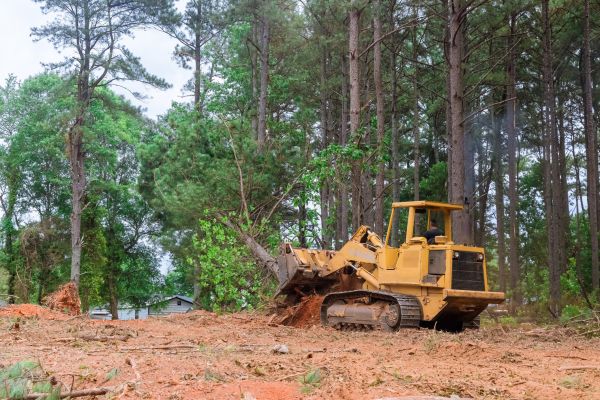 Trees Clearing in Statesville
