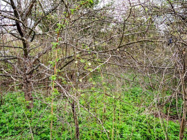Underbrush Clearing in Statesville