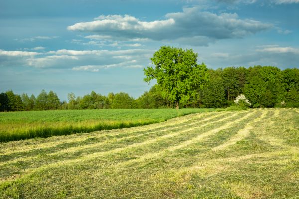 Cost of Vegetation Removal in Statesville
