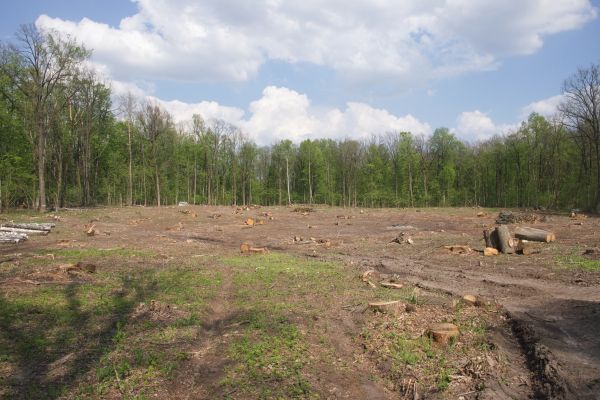 Pasture Clearing in Statesville