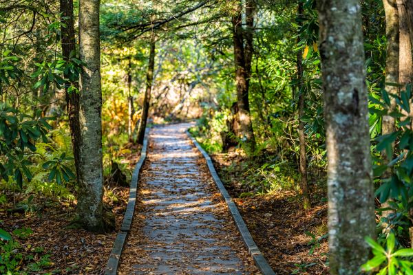 Cost of Trail Clearing in Statesville